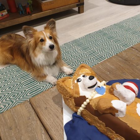 Olive the Corgi
